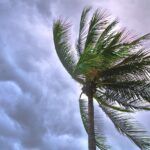 tormenta agita una palmera