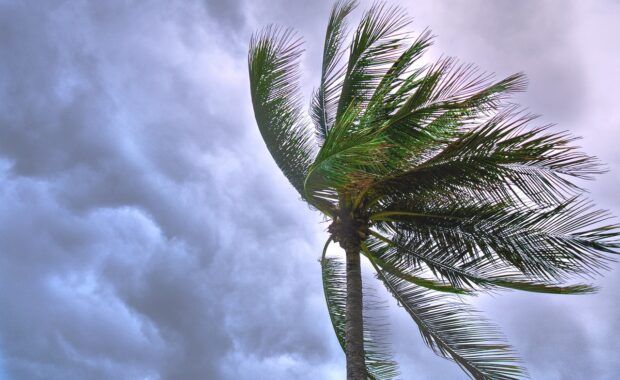 tormenta agita una palmera