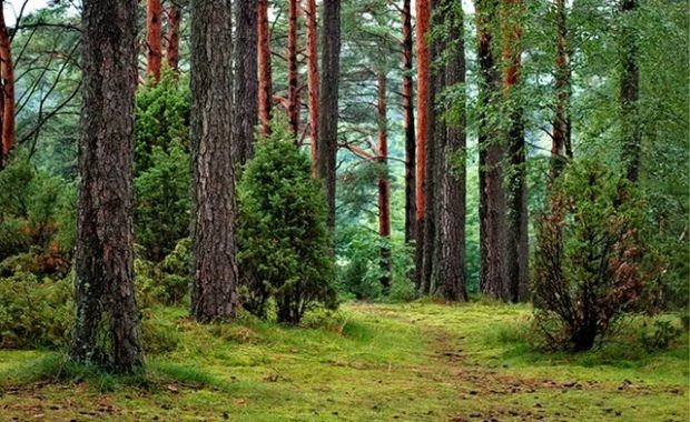 medio ambiente- climaticamente neutro- UE