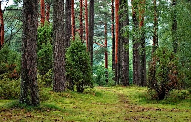 Stillehavsøer Udøve sport kubiske Biodiversity loss tops concerns among Europeans | CDE Almería – Centro de  Documentación Europea – Universidad de Almería