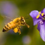 abeja tomando miel de una flor
