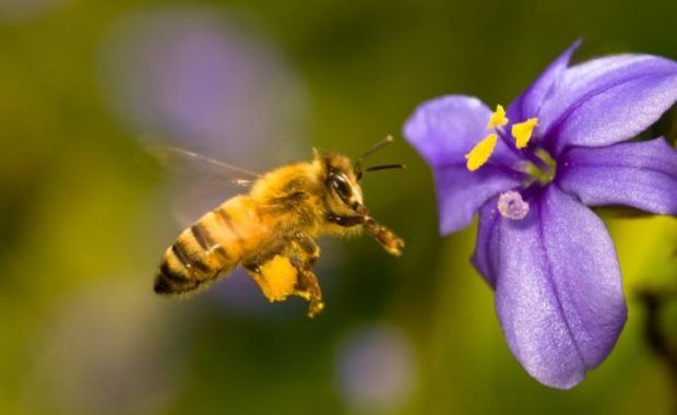 abeja tomando miel de una flor