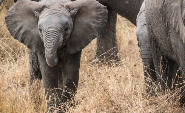 Tres elefantes corren por la sabana africana
