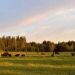 Vacas pastan en un paraje verdoso