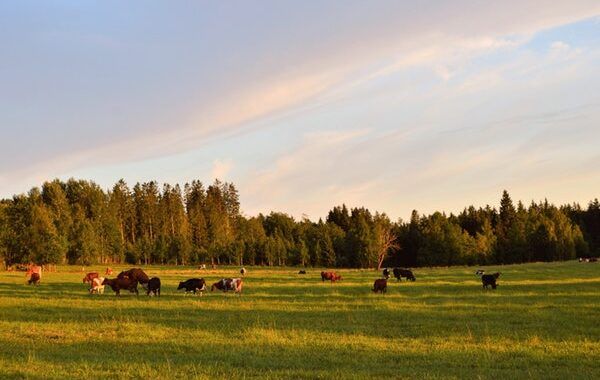 Vacas pastan en un paraje verdoso