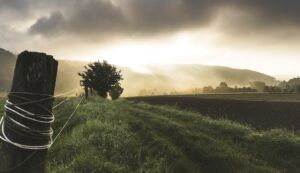 campo, agricultura, 