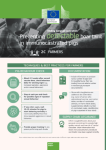 Preventing detectable boar taint in immunocastrated pigs