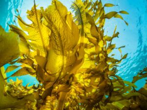 Seaweed and solar energy join hands at sea