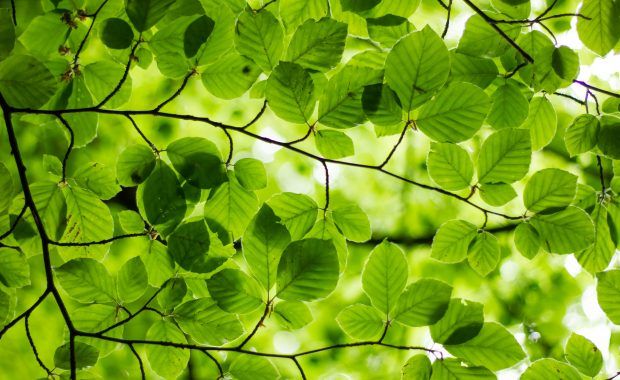 hojas de árbol