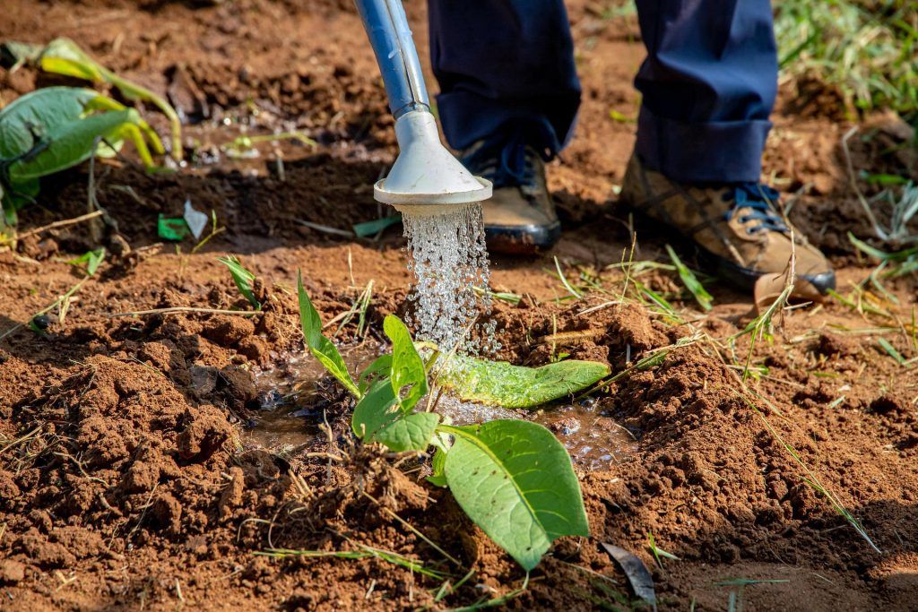 persona regando una planta