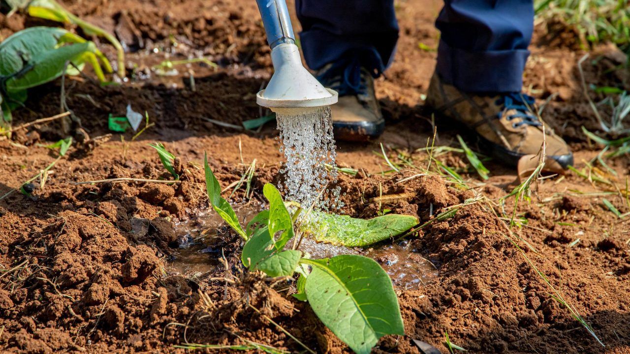 persona regando una planta