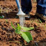 persona regando una planta