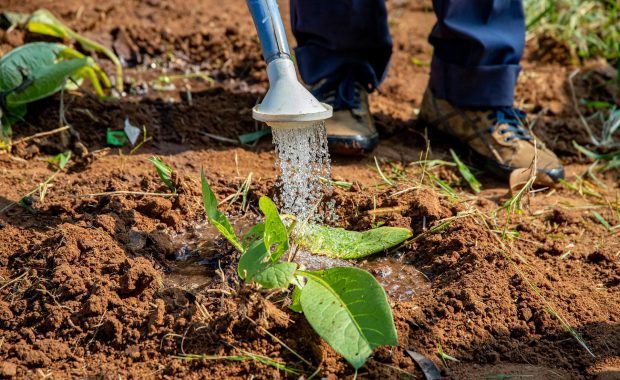 persona regando una planta