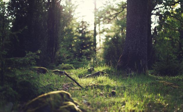 vista de un bosque