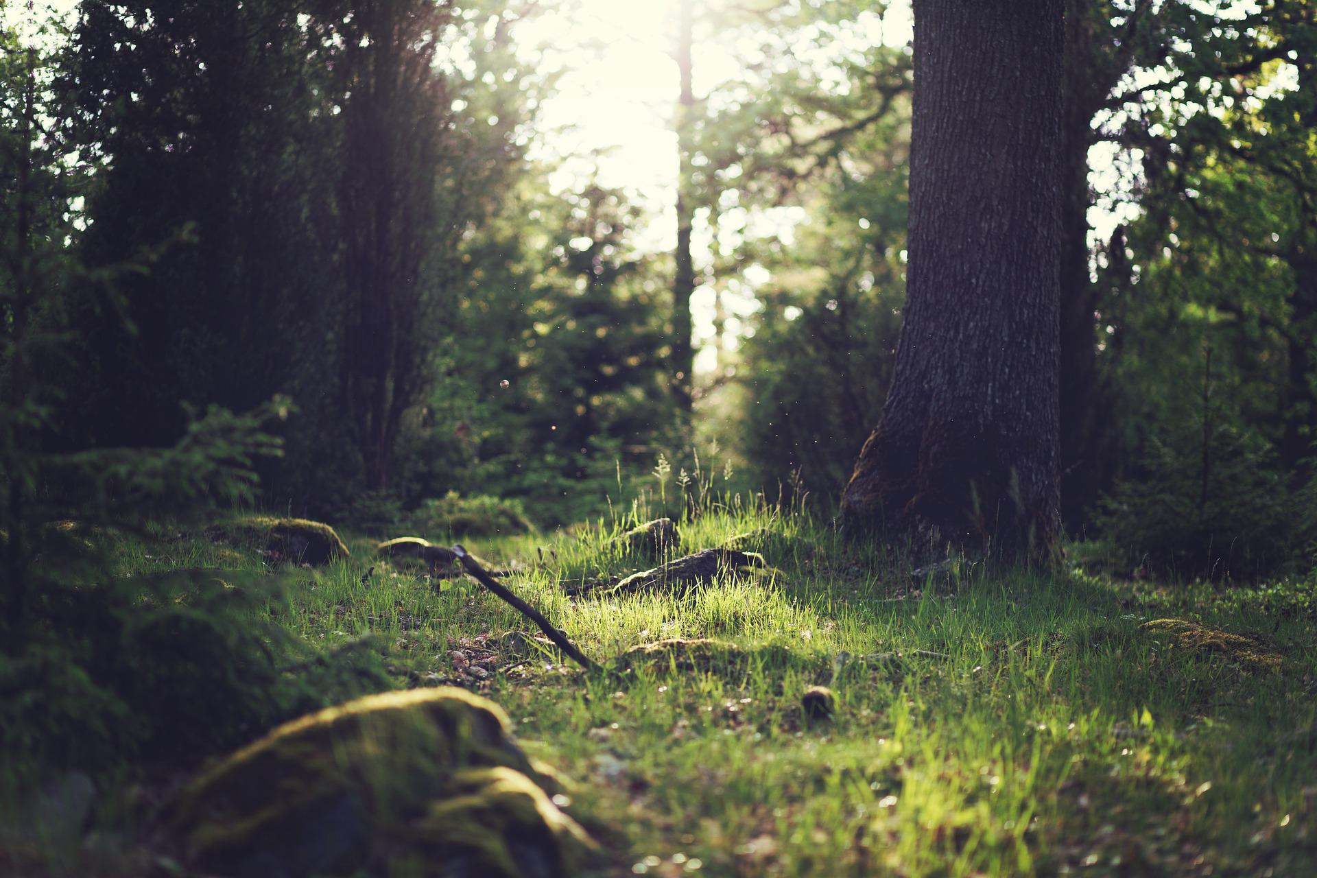 vista de un bosque