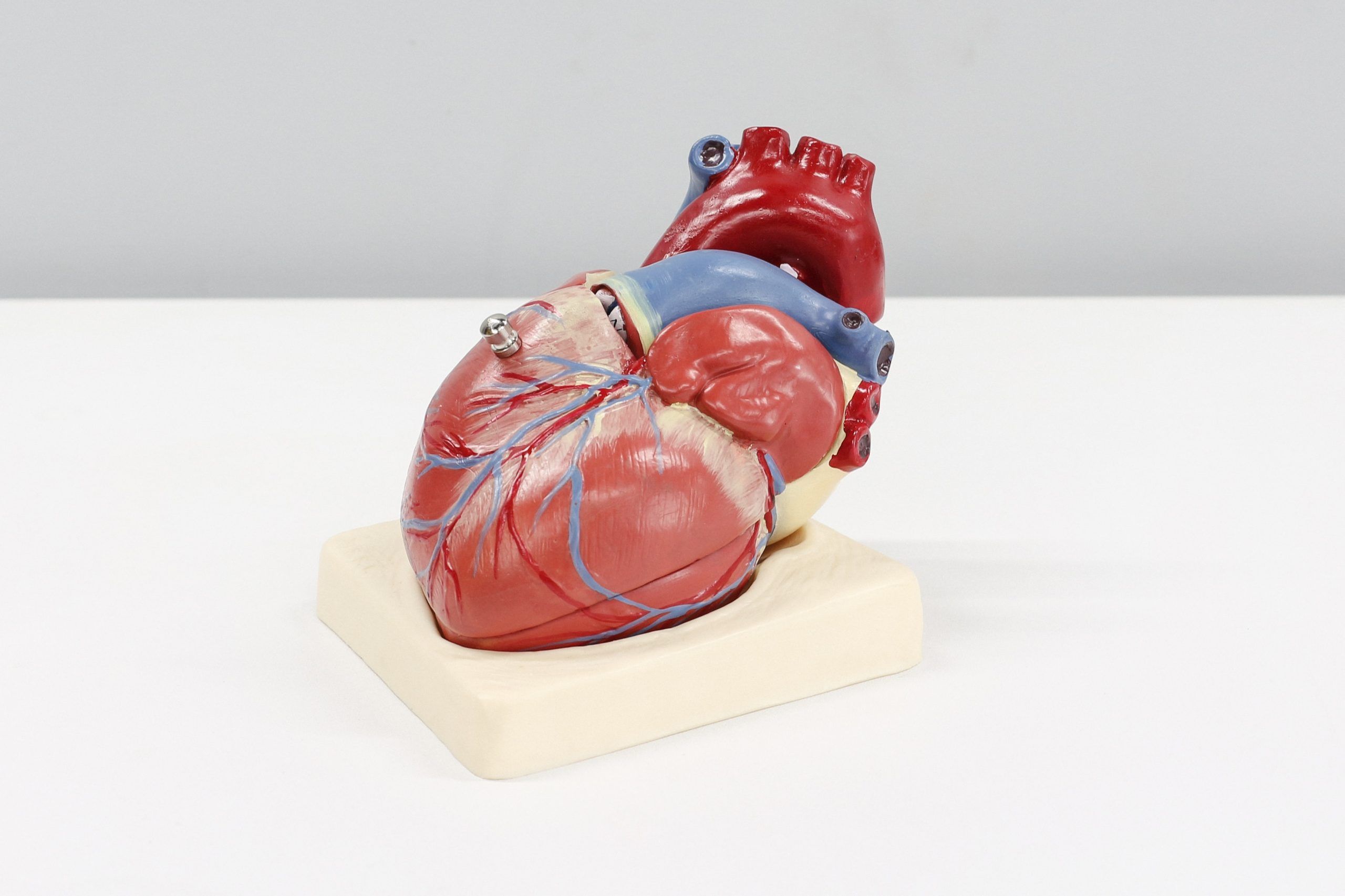 Modelo médico de un corazón humano