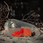 Peces de colores dentro de una bolsa de plástico transparente llena de agua sobre