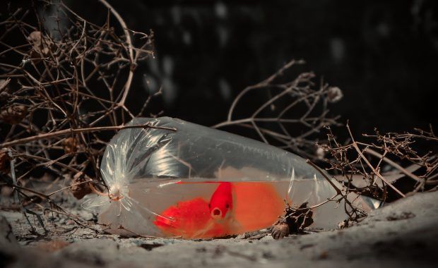 Peces de colores dentro de una bolsa de plástico transparente llena de agua sobre un suelo con lleno de tierra y ramas