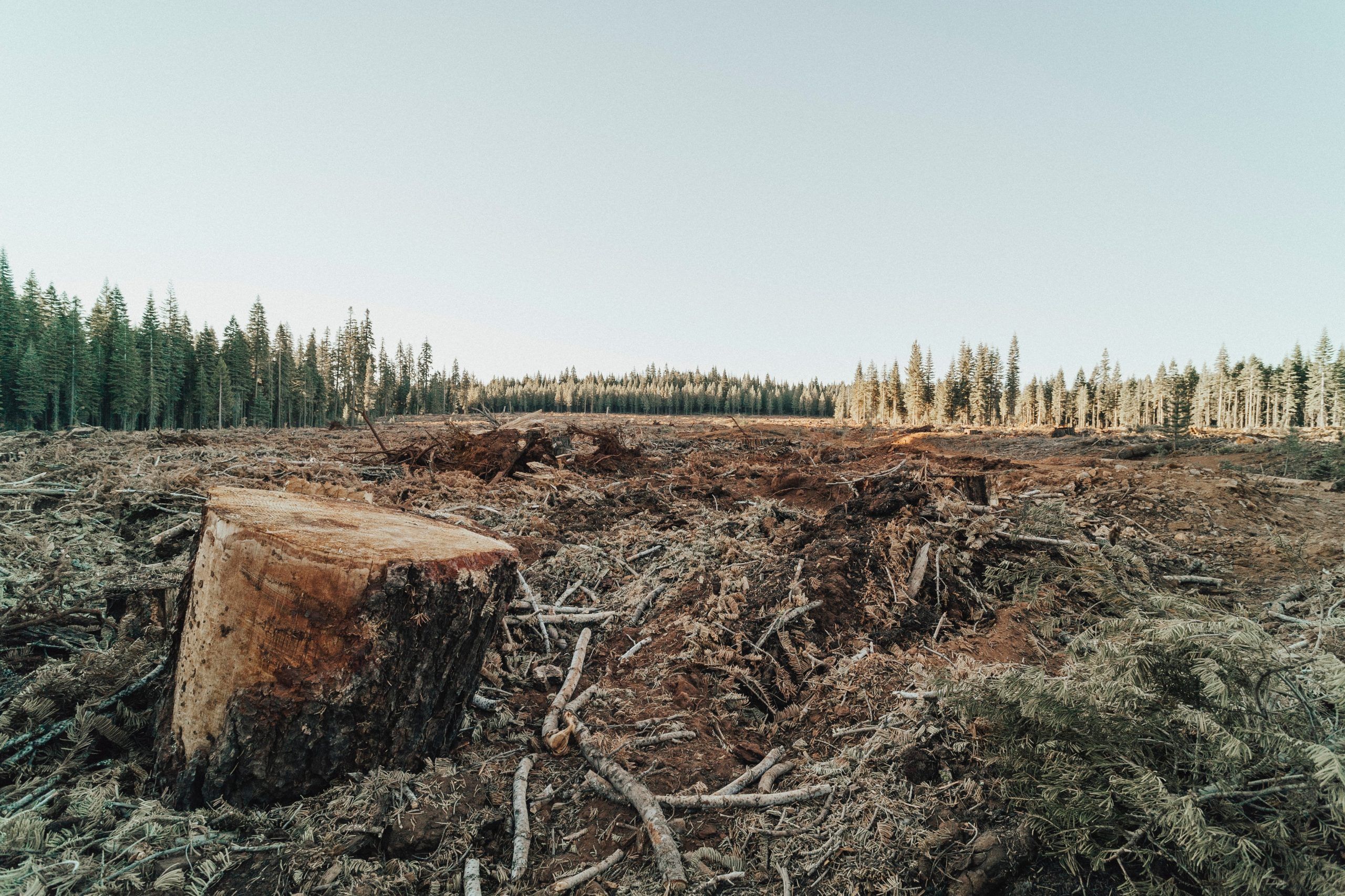 Deforestation: causes and how the EU is tackling it  CDE Almería - Centro  de Documentación Europea - Universidad de Almería