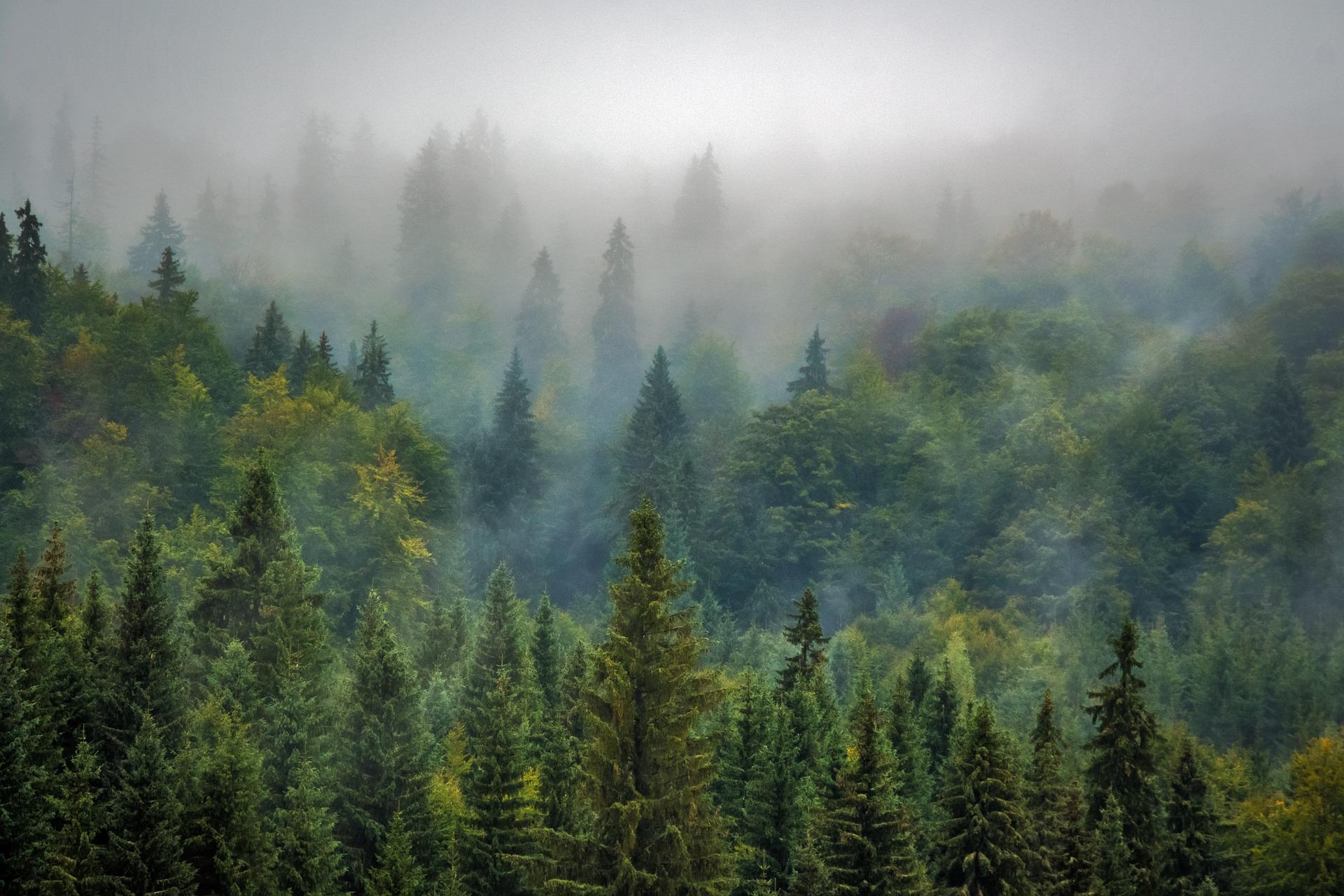 bosque con niebla