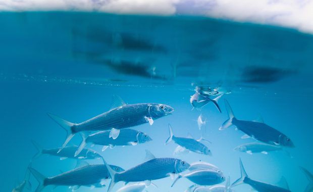 Primer plano bajo el mar de un banco de peces cerca de la superficie