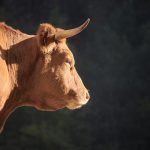 Primer plano de una vaca gallega vista de perfil