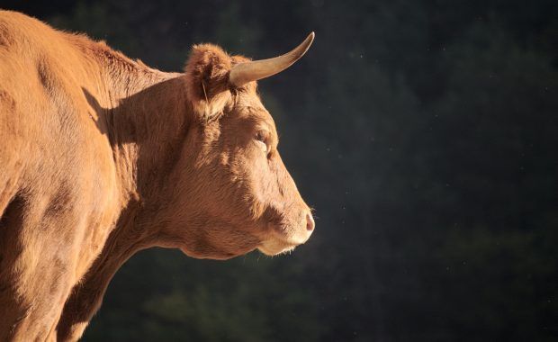 Primer plano de una vaca gallega vista de perfil