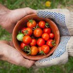 manos sujetan una cesta con tomates
