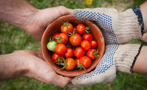 manos sujetan una cesta con tomates