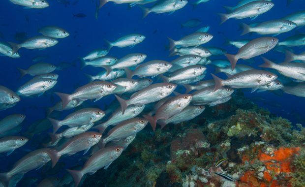 Banco de peces