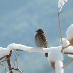 Un pajarillo posado en una rama de un árbol nevado