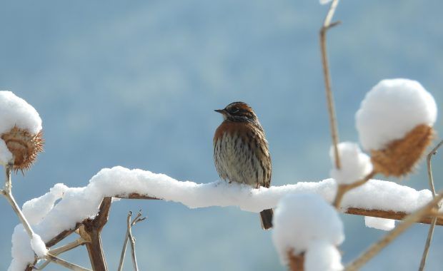 Un pajarillo posado en una rama de un árbol nevado