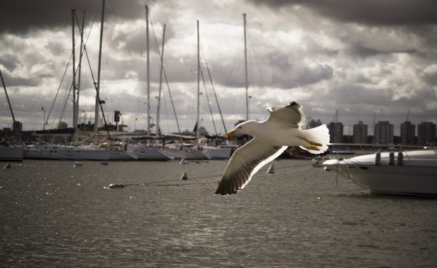 gaviota volando con barcos de fondo