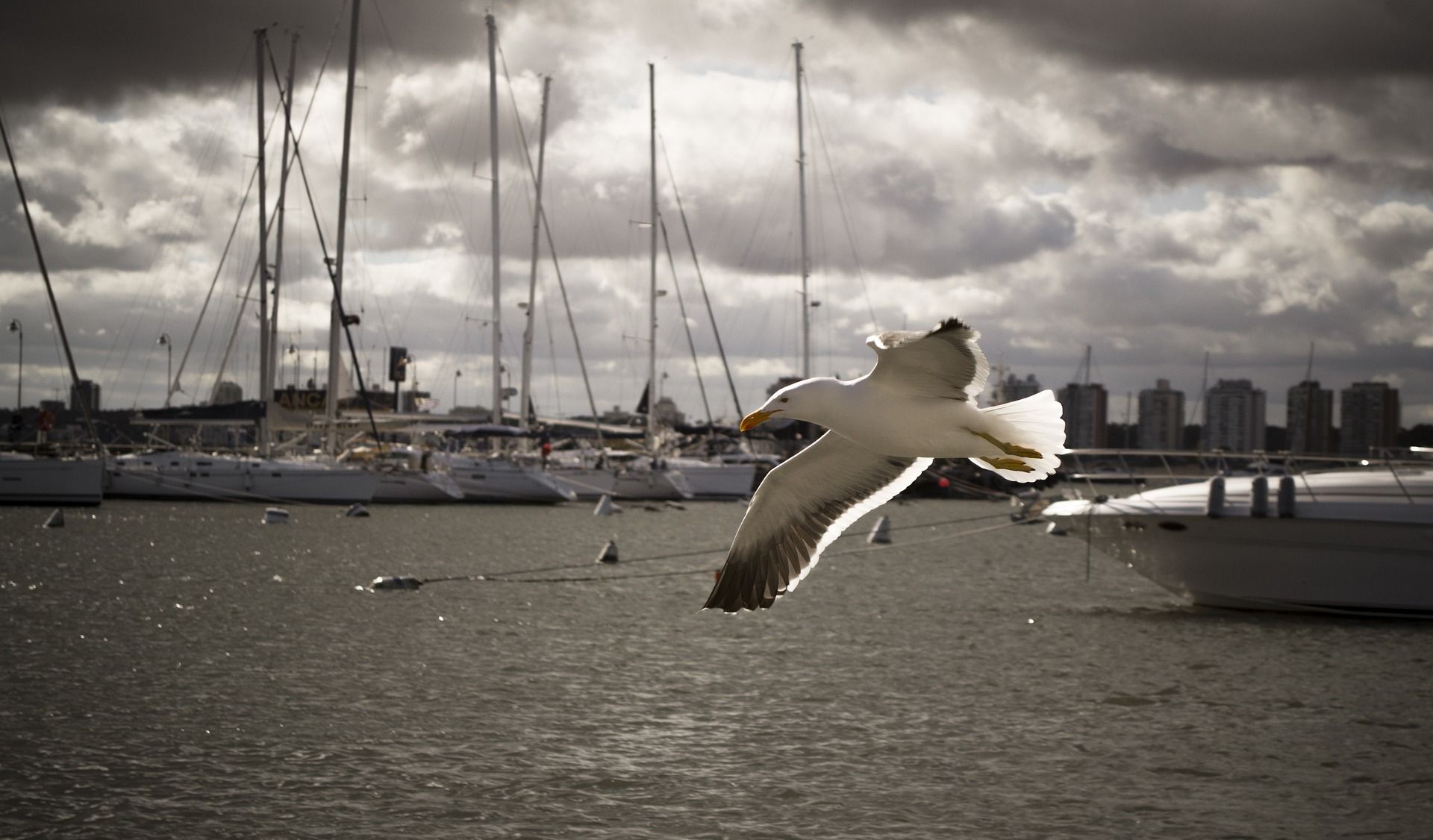 gaviota volando con barcos de fondo