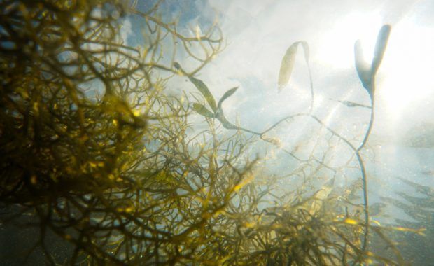 Algas bajo la luz del sol en el fondo marino