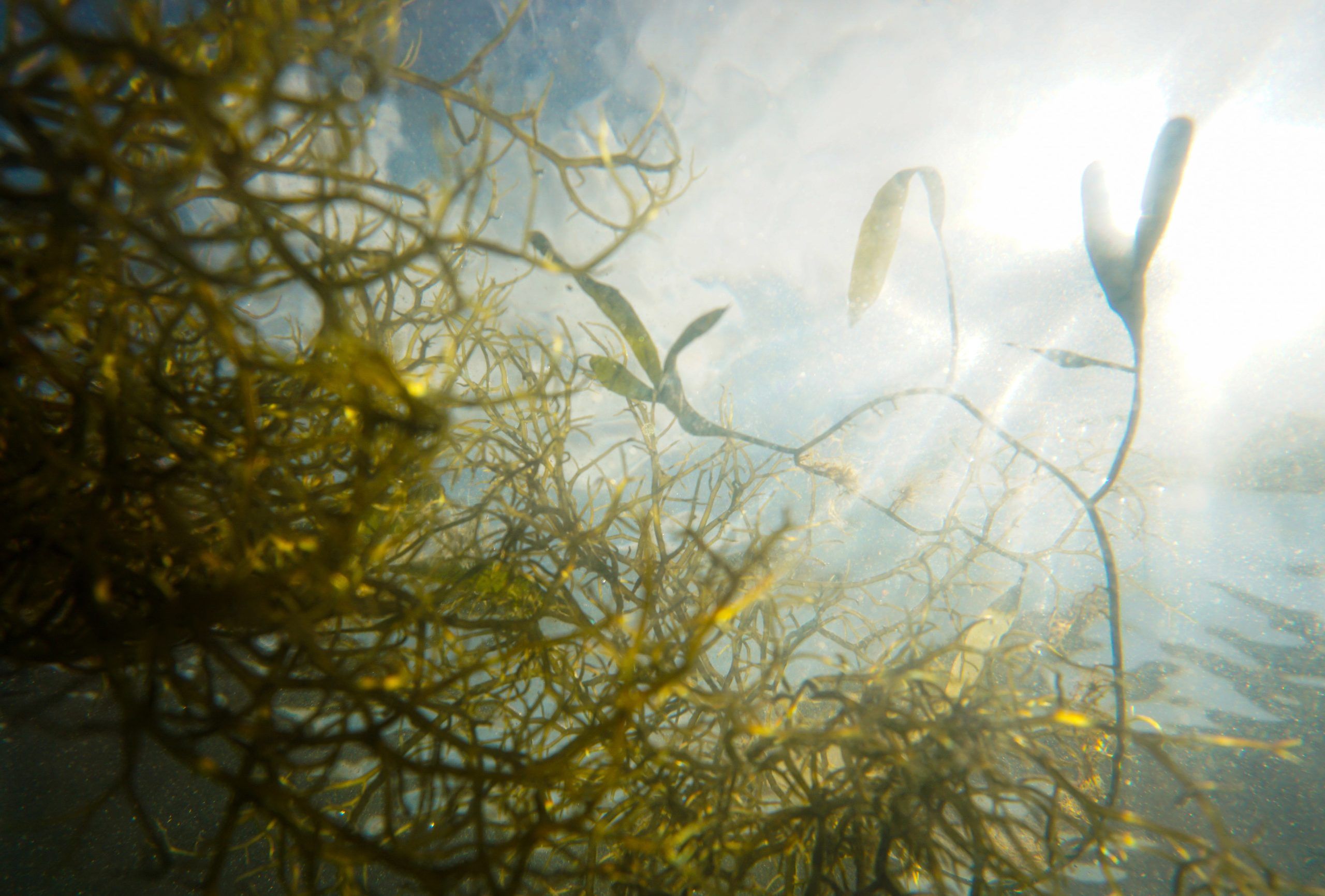 Algas bajo la luz del sol en el fondo marino