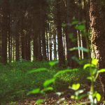 imagen de una planta en un bosque