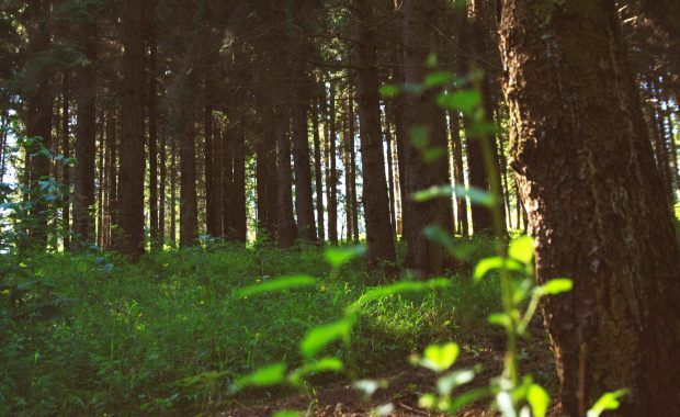 imagen de una planta en un bosque