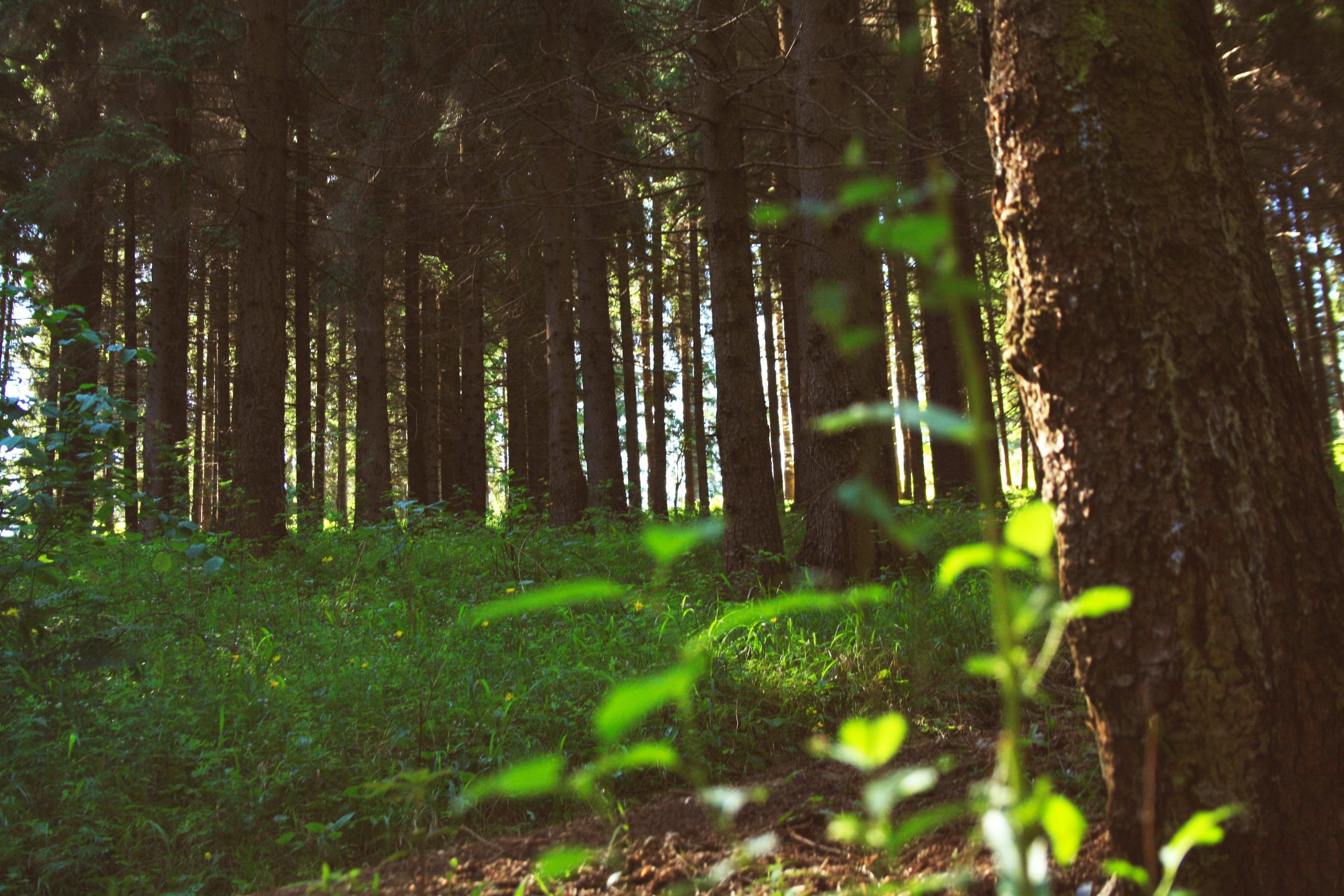 imagen de una planta en un bosque