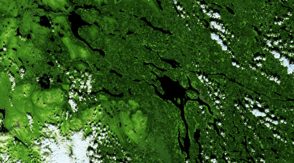 bosque visto desde el espacio