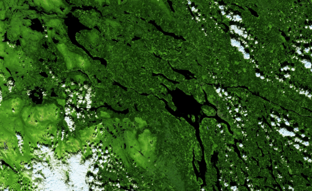 bosque visto desde el espacio