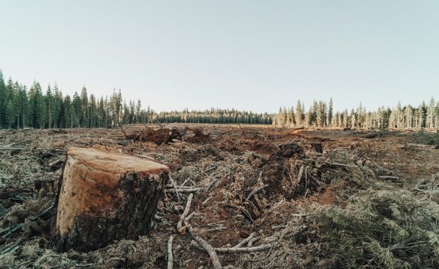 bosque deforestado