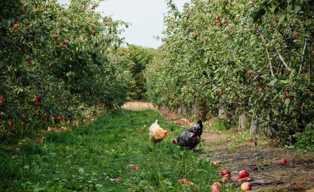 gallinas en el campo