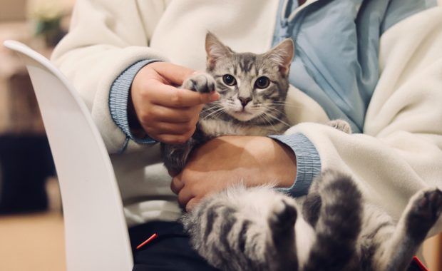 Primer plano de un gatito en brazos de un veterinario