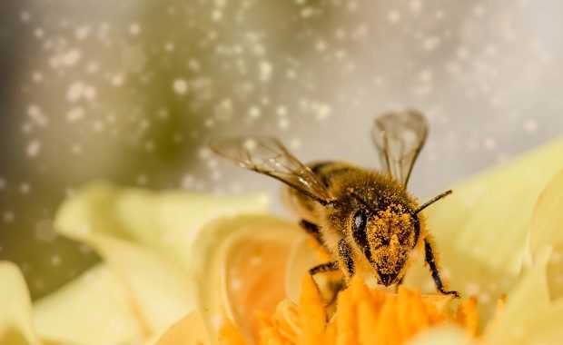 abeja polinizando en una flor