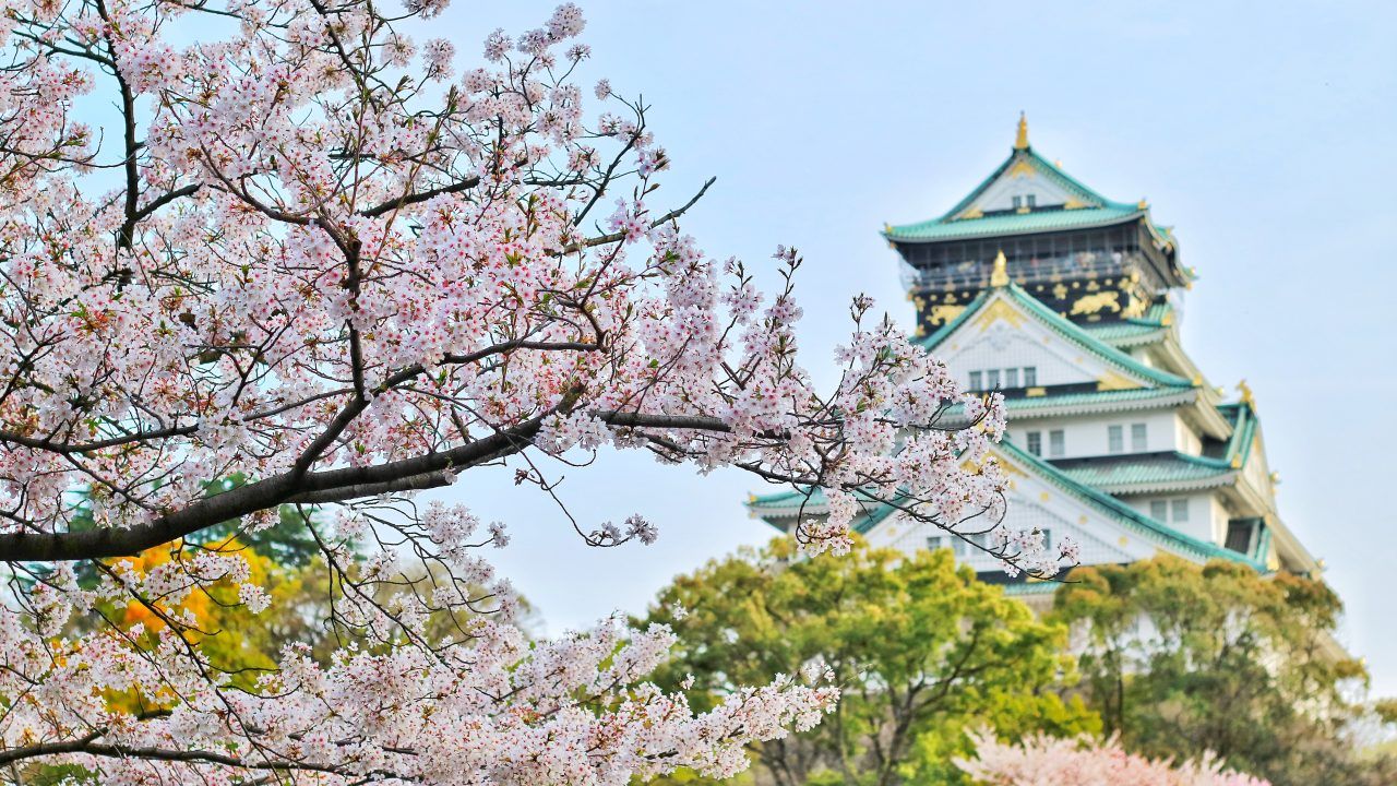 cerezo en flor