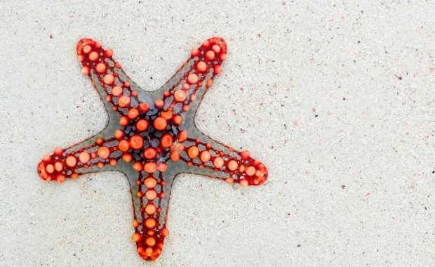 estrella de mar sobre arena de playa