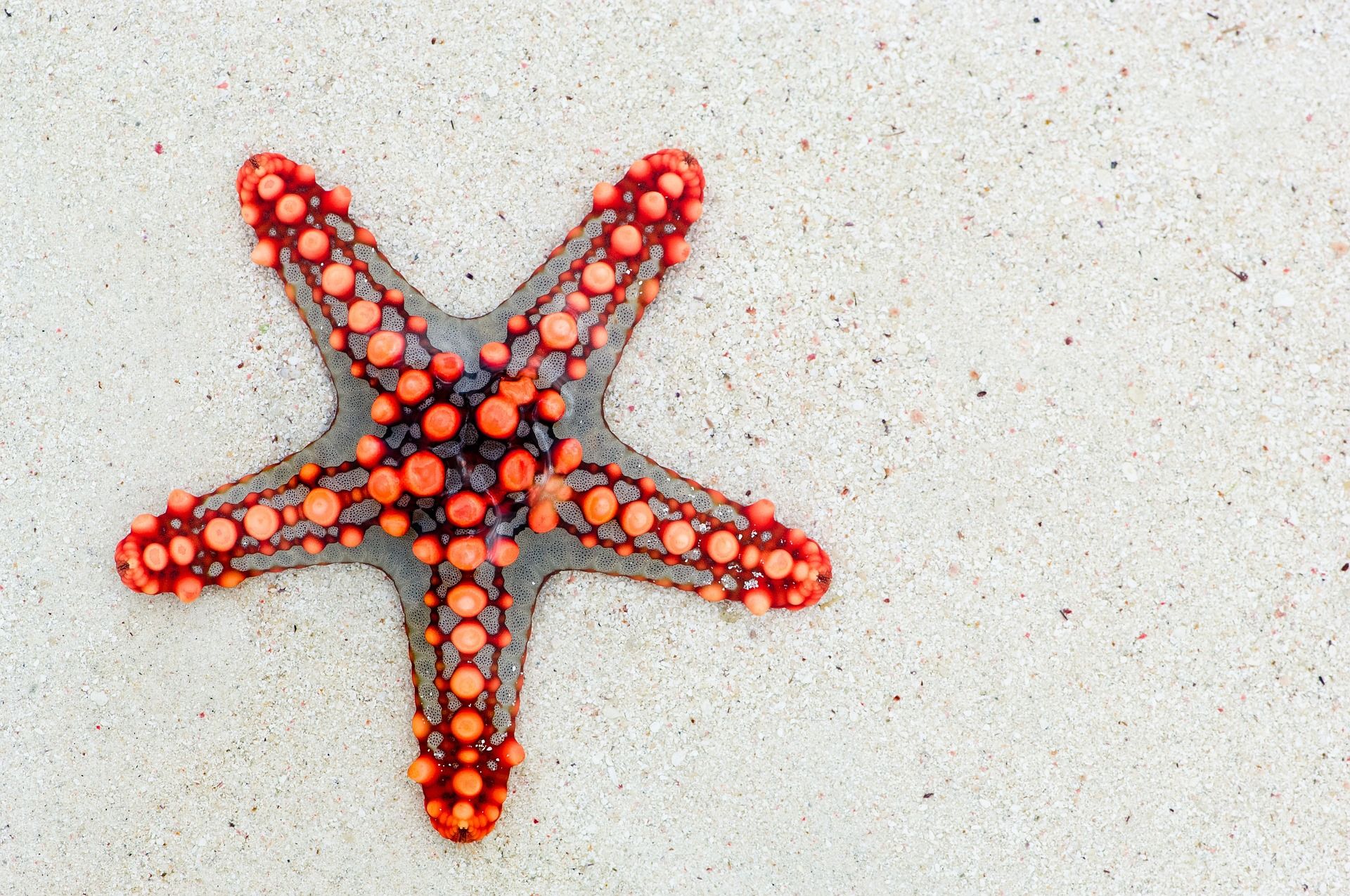 estrella de mar sobre arena de playa
