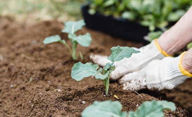 persona cuidando de unas plantas en el campo