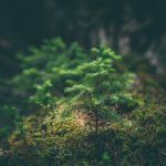 pequeña planta verde